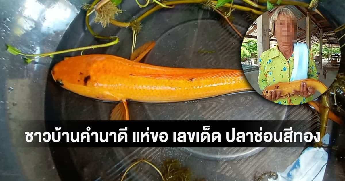 You are currently viewing ข่าวหวย